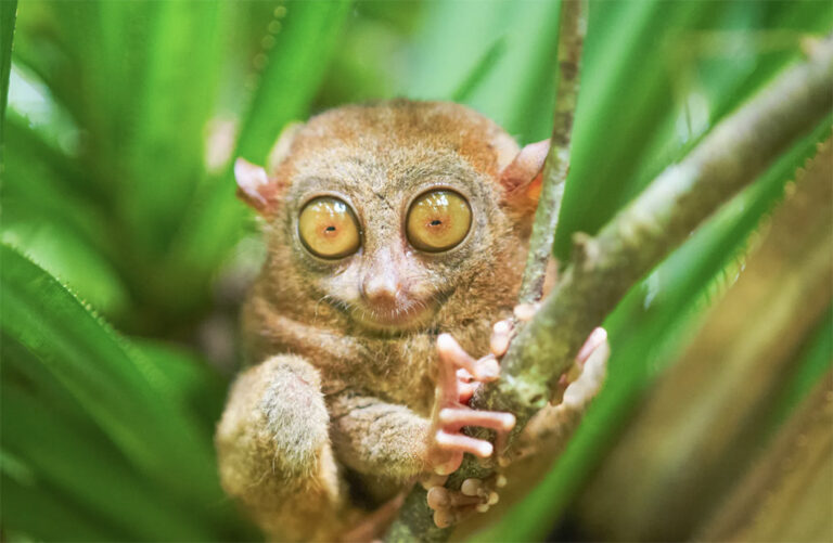 Putziger Tarsier