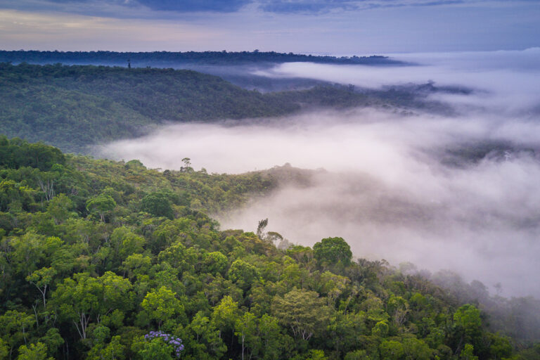 Nebelverhangenes Amazonasgebiet