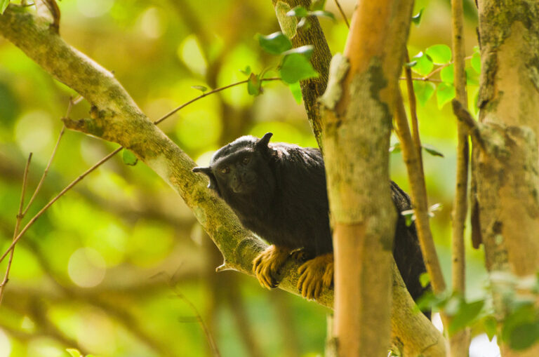 Tamarin Affe sitzt vorgebeugt auf einem Ast