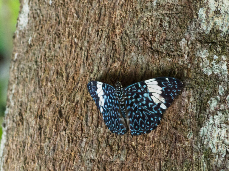Schmetterling auf Baumstamm