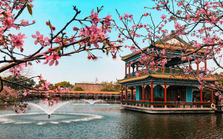 Kirschblüten im Park in Guangzhou