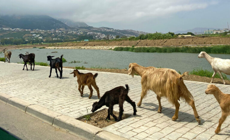 Ziegenherde in Tétouan