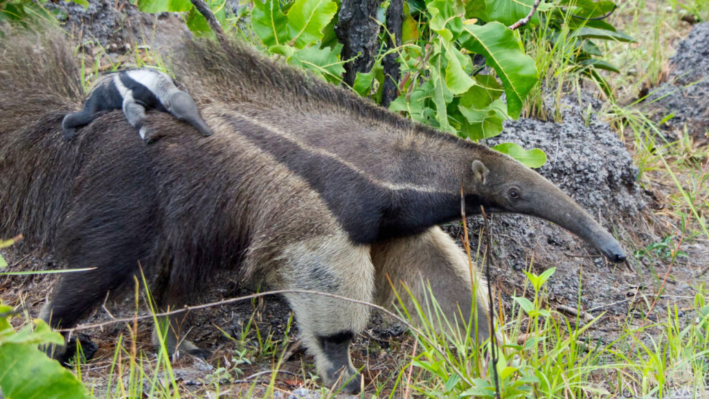 Ameisenbär mit Nachwuchs