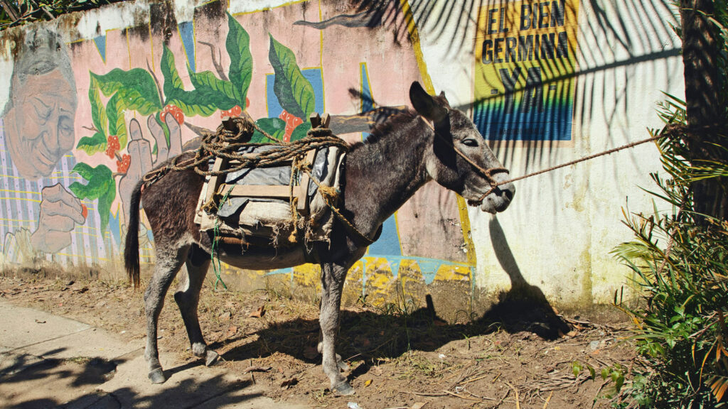 Esel vor bemalter Mauer in Kolumbien