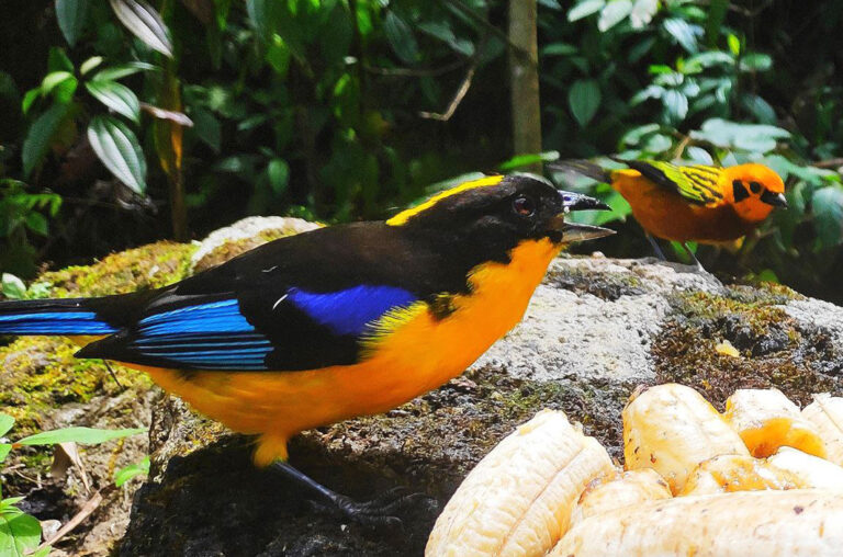 Die Blauschwingen-Bergtangare lässt sich mit Bananen anlocken