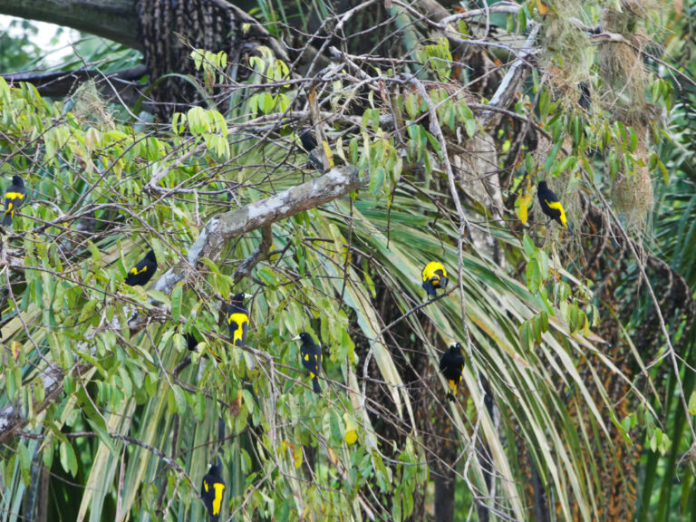 Gelb-schwarze Vögel in einem Baum