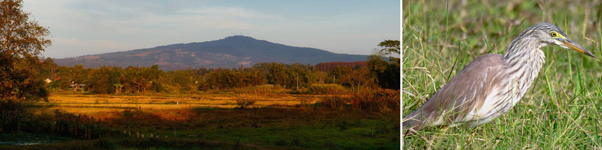 Collage Landschaft und Paddyreiher in Nong Bua