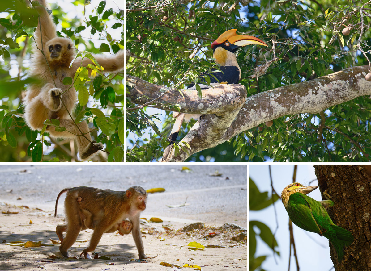 Collage Affen und Vögel im Tata Nationalpark