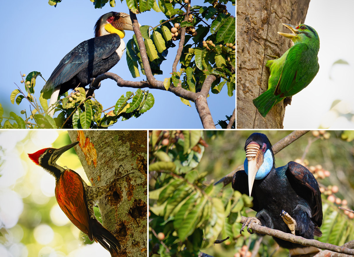 Collage Vögel im Khao Yai Nationalpark