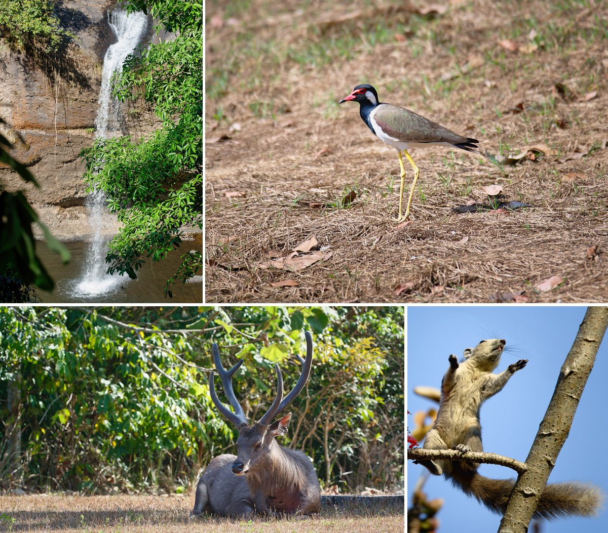 Collage Wasserfall und Tiere im Khao Yai Nationalpark