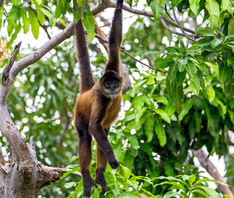 Affe hängt im Baum