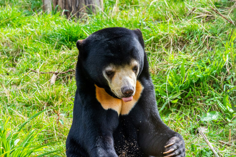 Sonnenbär im Rehabilitation Centre