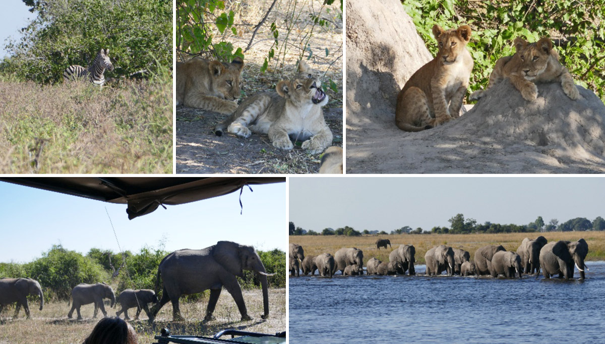Reisebericht Afrika Collage