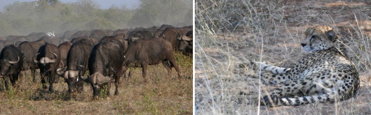 Reisebericht Afrika Collage