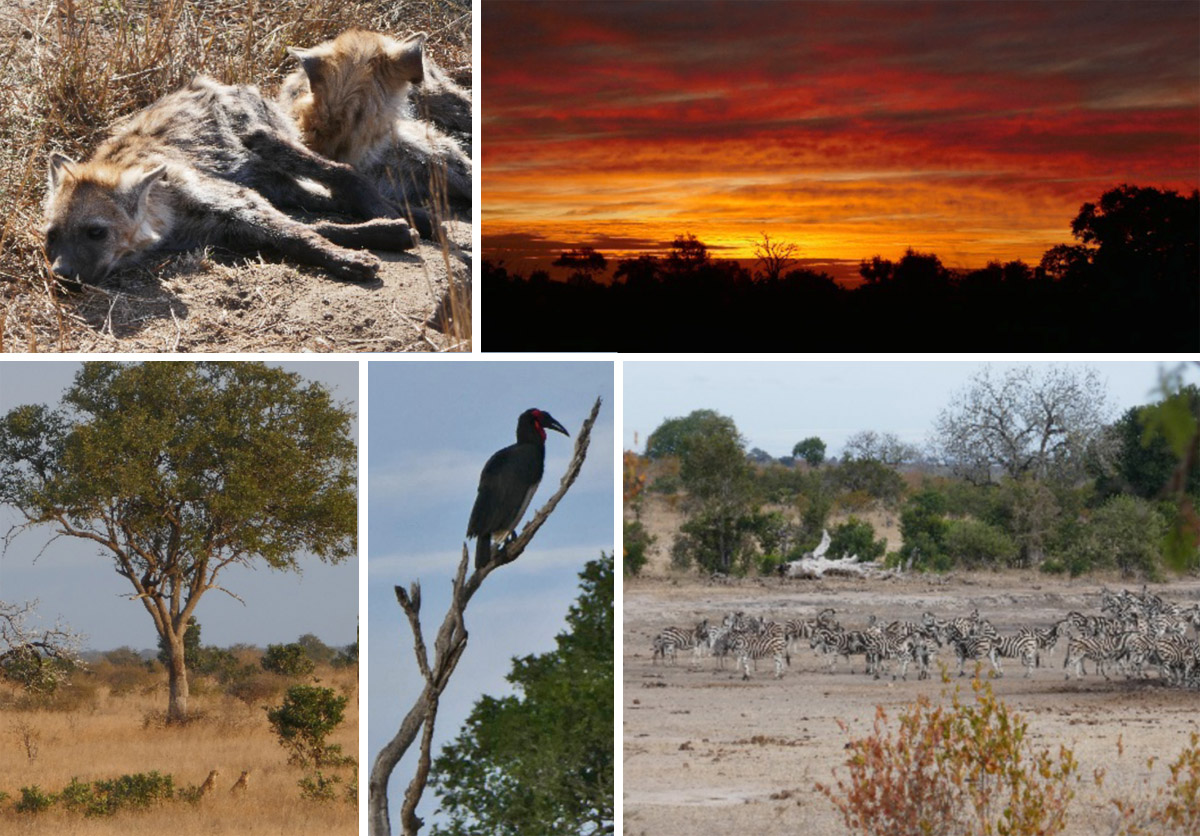 Reisebericht Afrika Collage