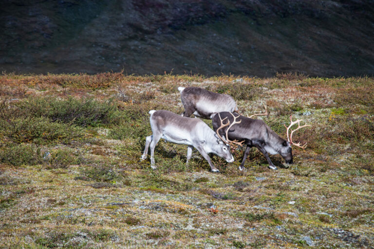 3 Rentiere auf einer Wiese