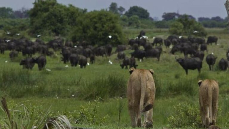 Löwen auf der Pirsch in Botswana - einmalige Momente einer Flugsafari