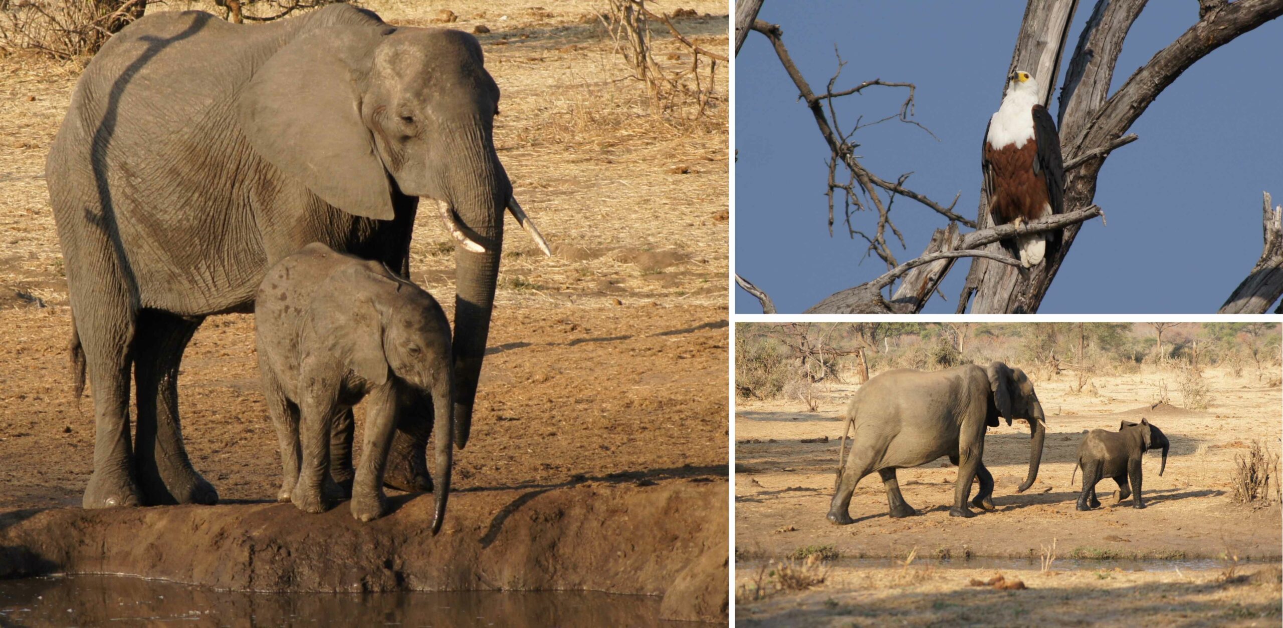 /Botswana Bootssafari auf dem Chobe-Fluss