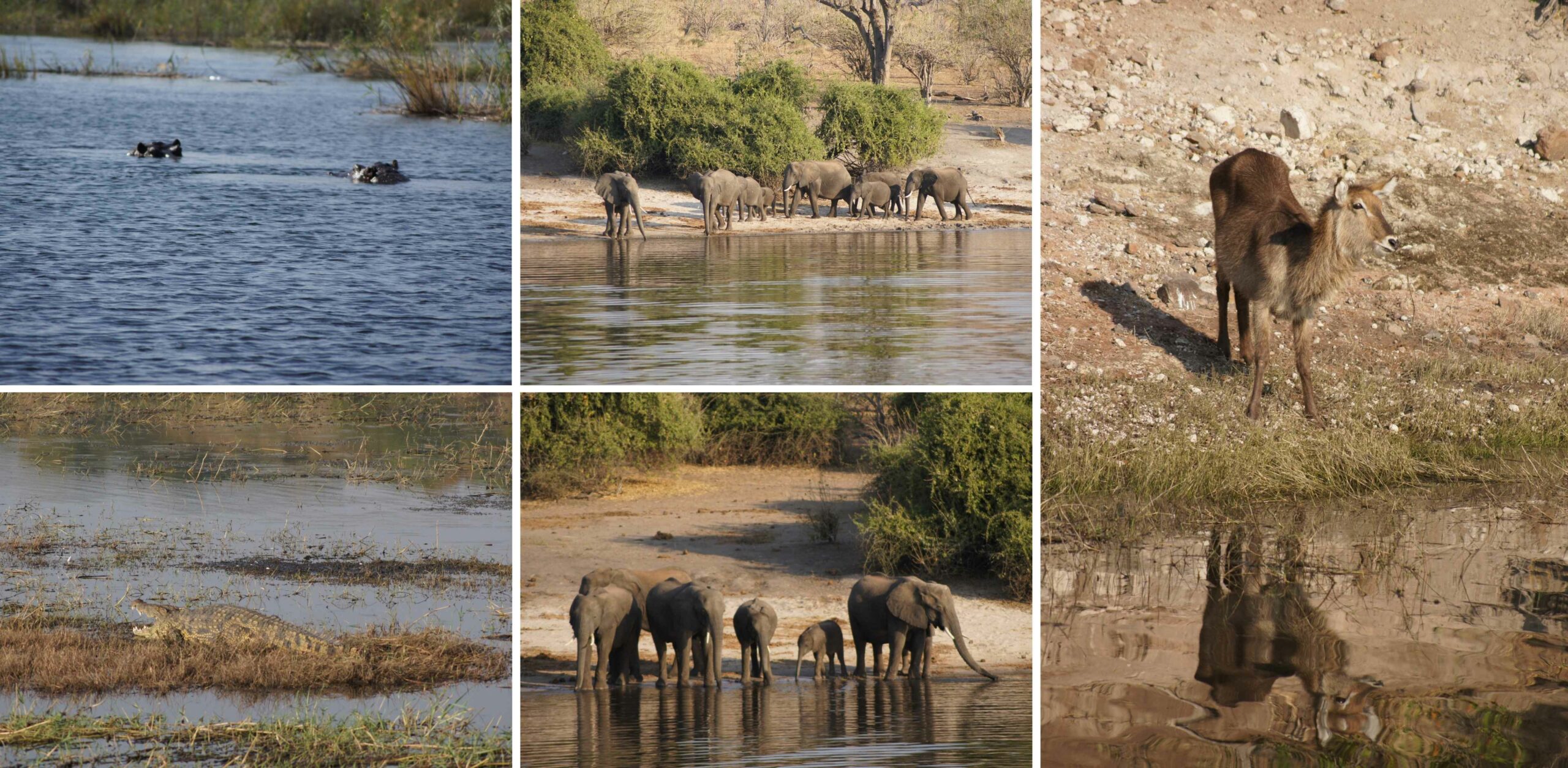 /Bootssafari im Chobe Nationalpark