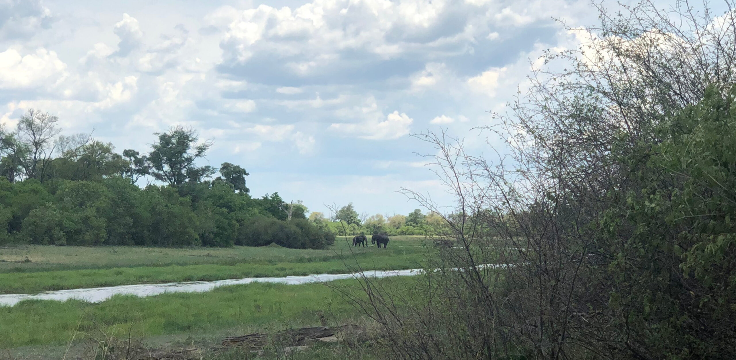 /Elefanten am Khwai-Fluss