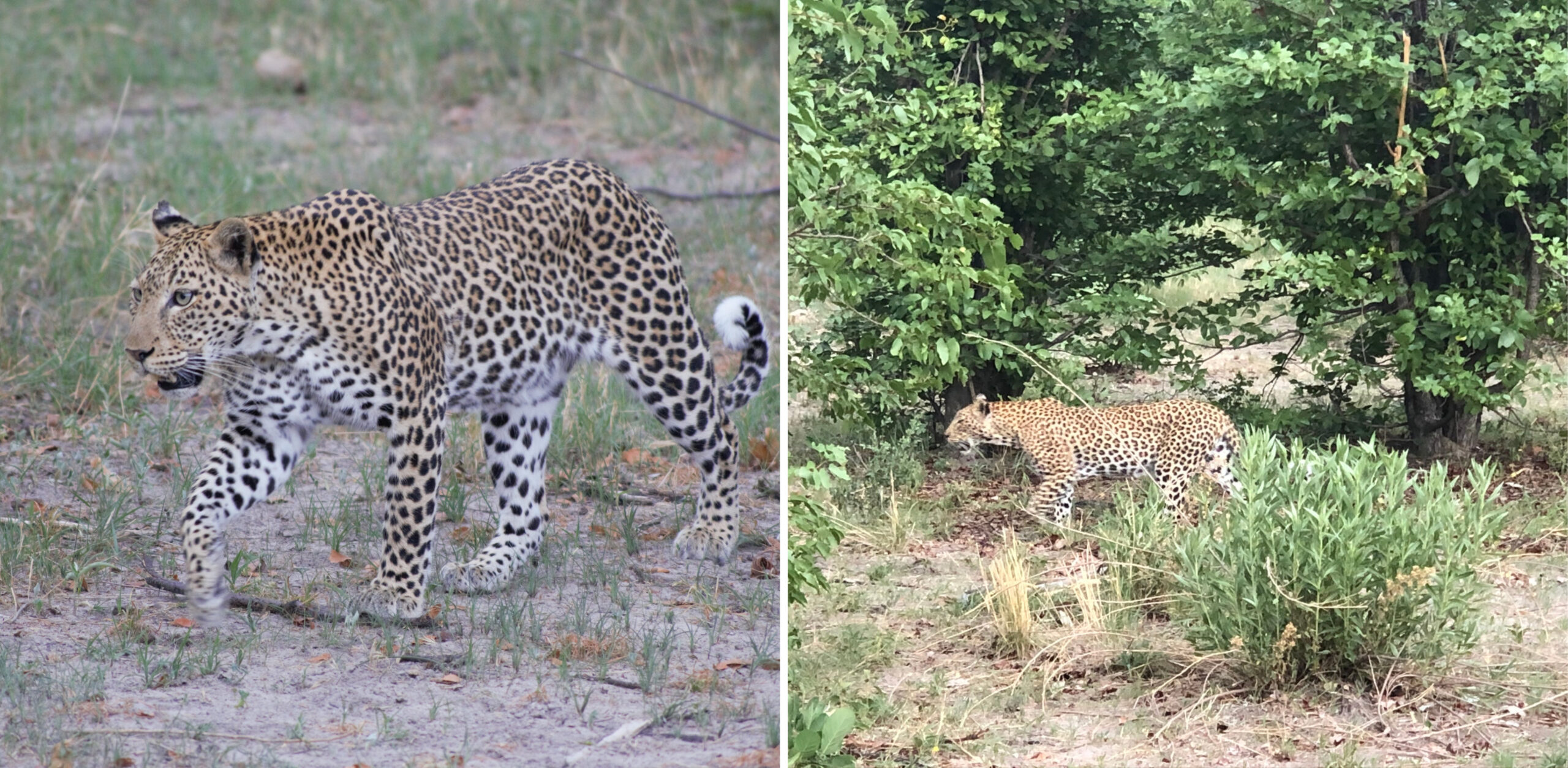 /Eine Leopardin durchstreift den Busch