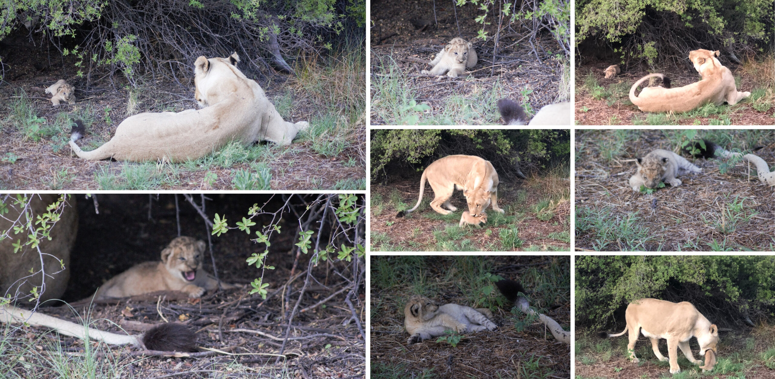 /Mama mit Löwenbaby