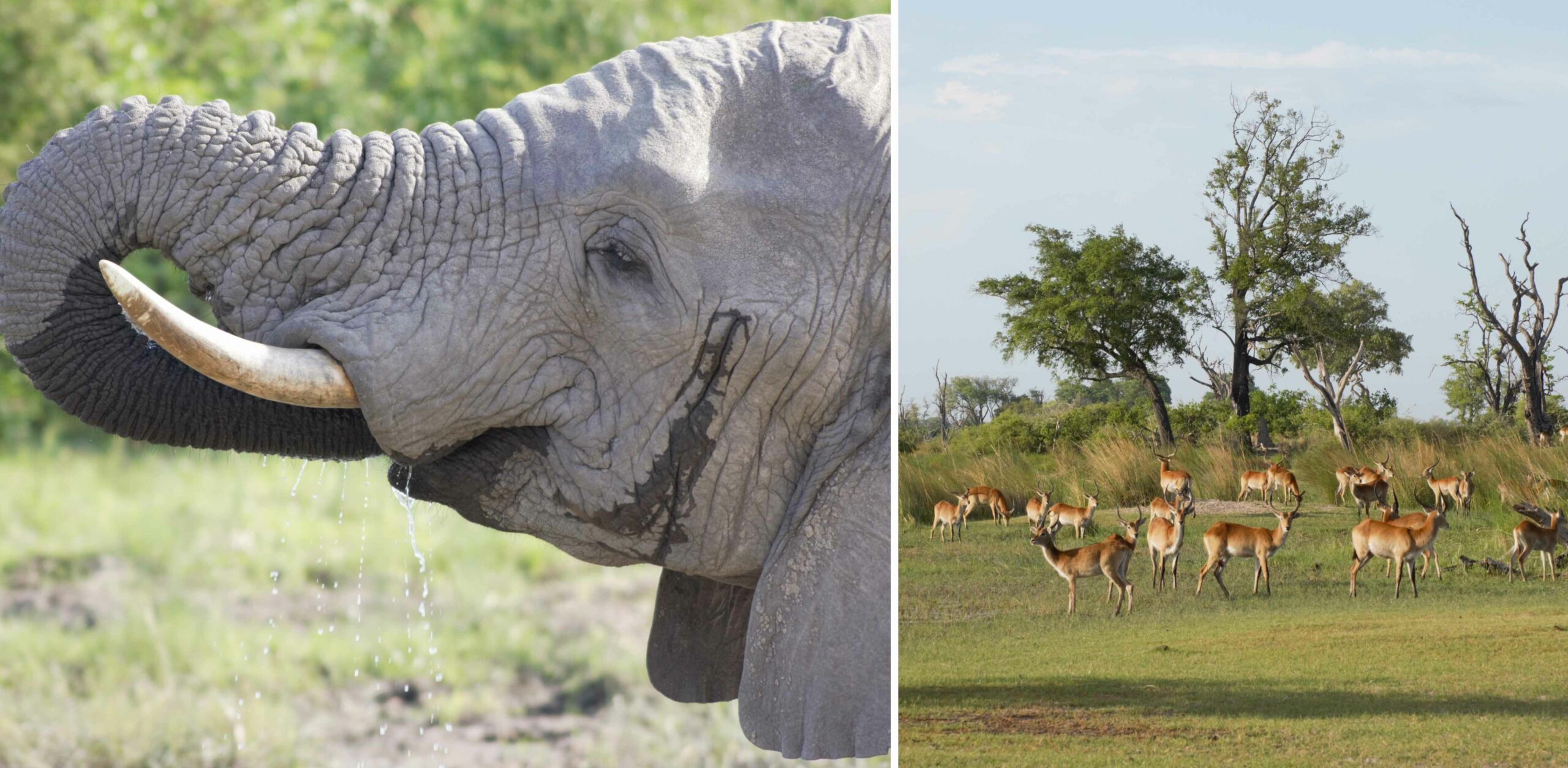 /Elefant ganz nah und Lechwe Antilopen im Moremi Game Reserve in Botswana