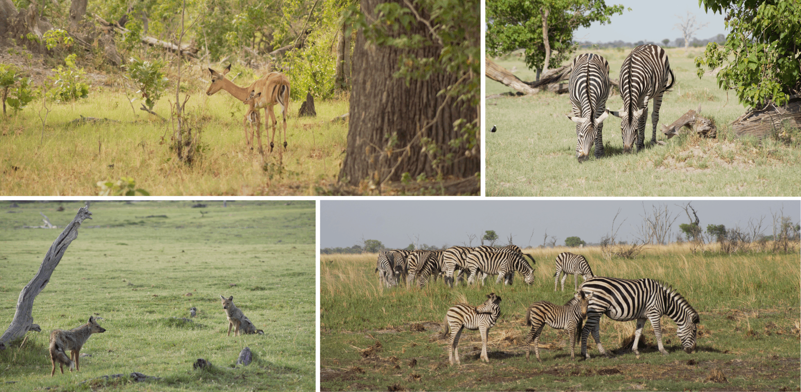 /Impalas, Zebras und Wildhunde im Moremi Game Reserve in Botswana  