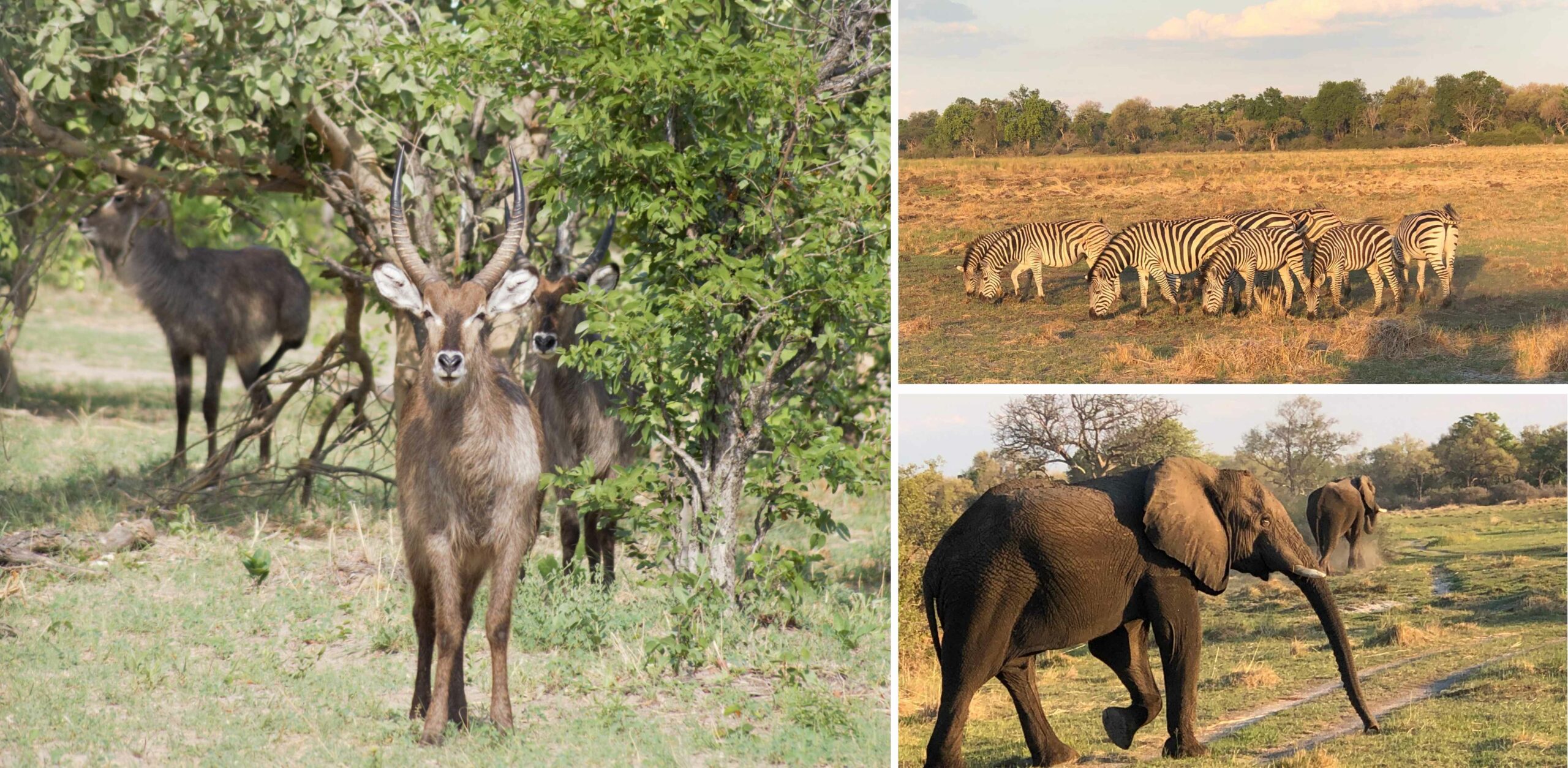 /Wasserbock, Zebras und Elefanten im Moremi Game Reserve in Botswana