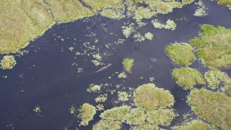 Botswana Okavango Delta Erfahrungsbericht Fly In Safari Krokodil