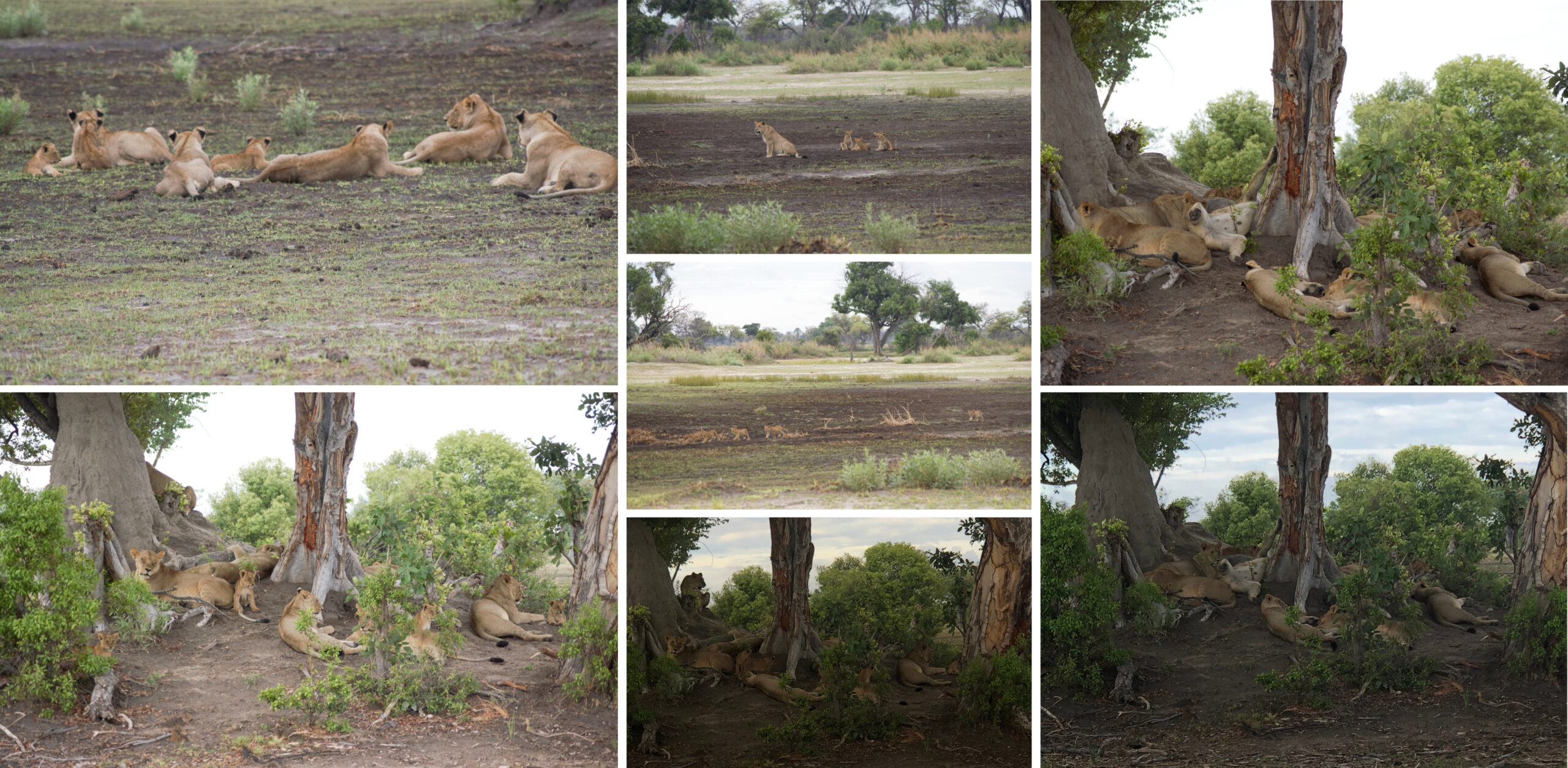 /Löwenrudel im Busch