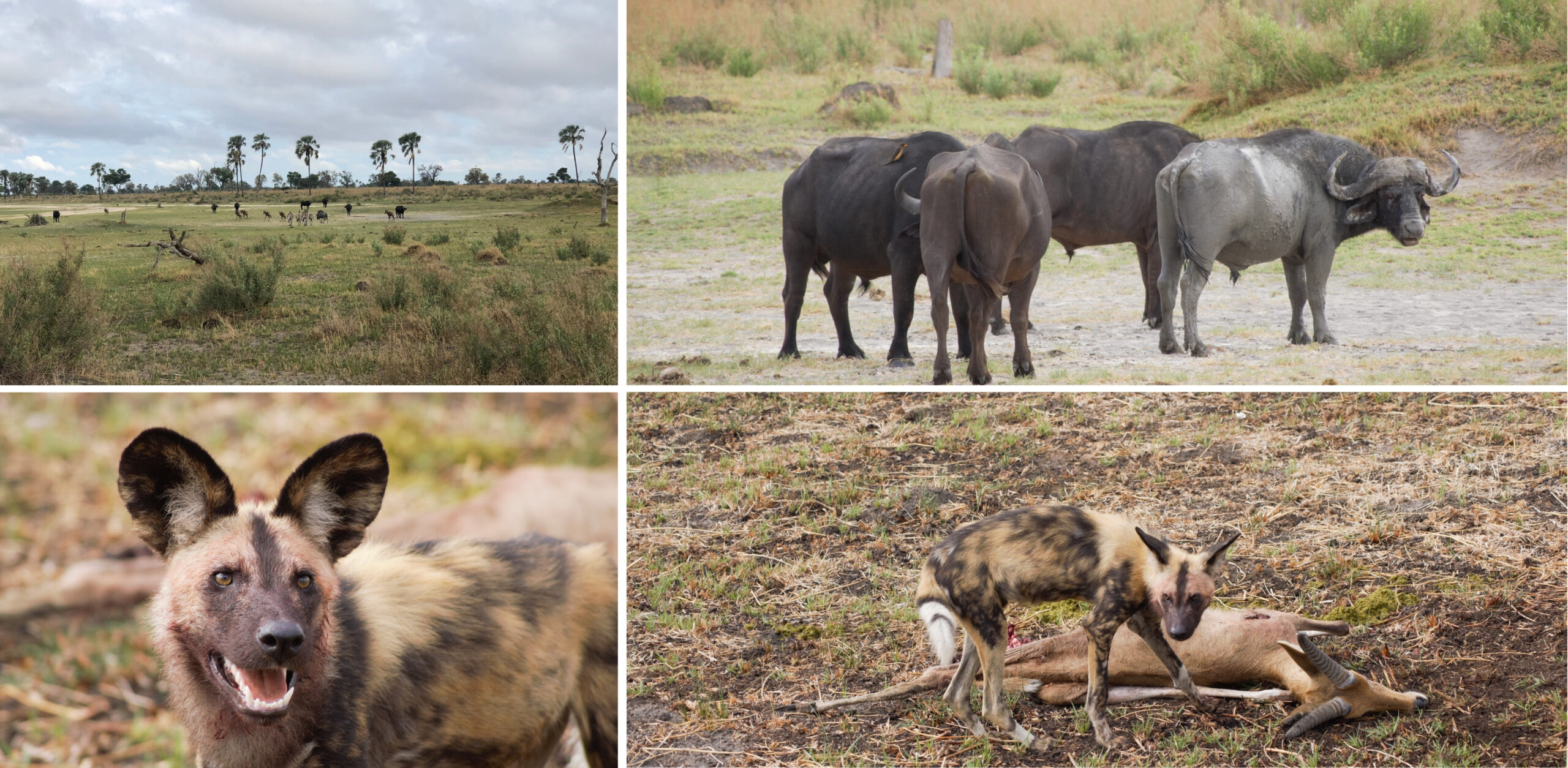 /Safarifahrt in Botswana, Okavango Delta