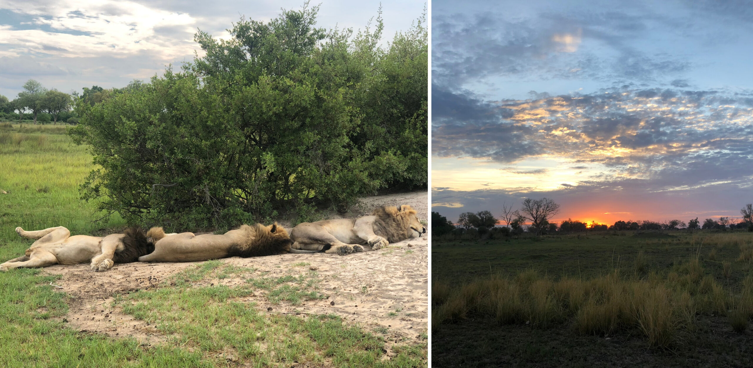 /Süße Träume in Botswana