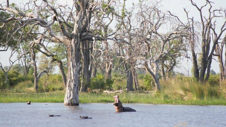 Erfahrungsbericht Flugsafari im Moremi Game Reserve