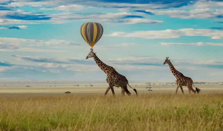 Giraffen in der afrikanischen Savanne mit Heißluftballon bei Sonnenaufgang als Symbol für Erlebnisreisen für Entdecker und National Geographic Reisen weltweit