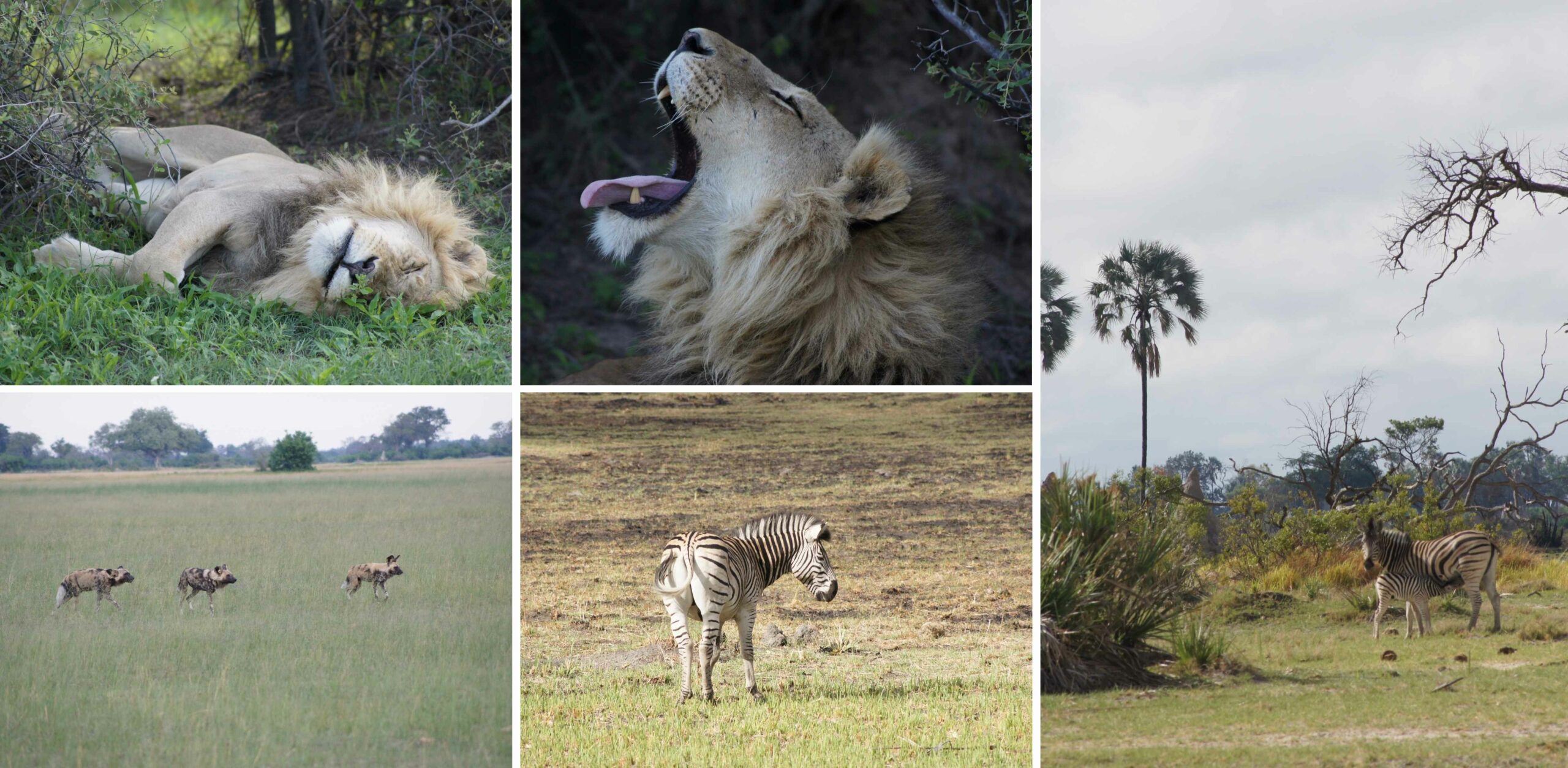 /Atemberaubende Begegnungen bei einer Frühpirsch in Botswana