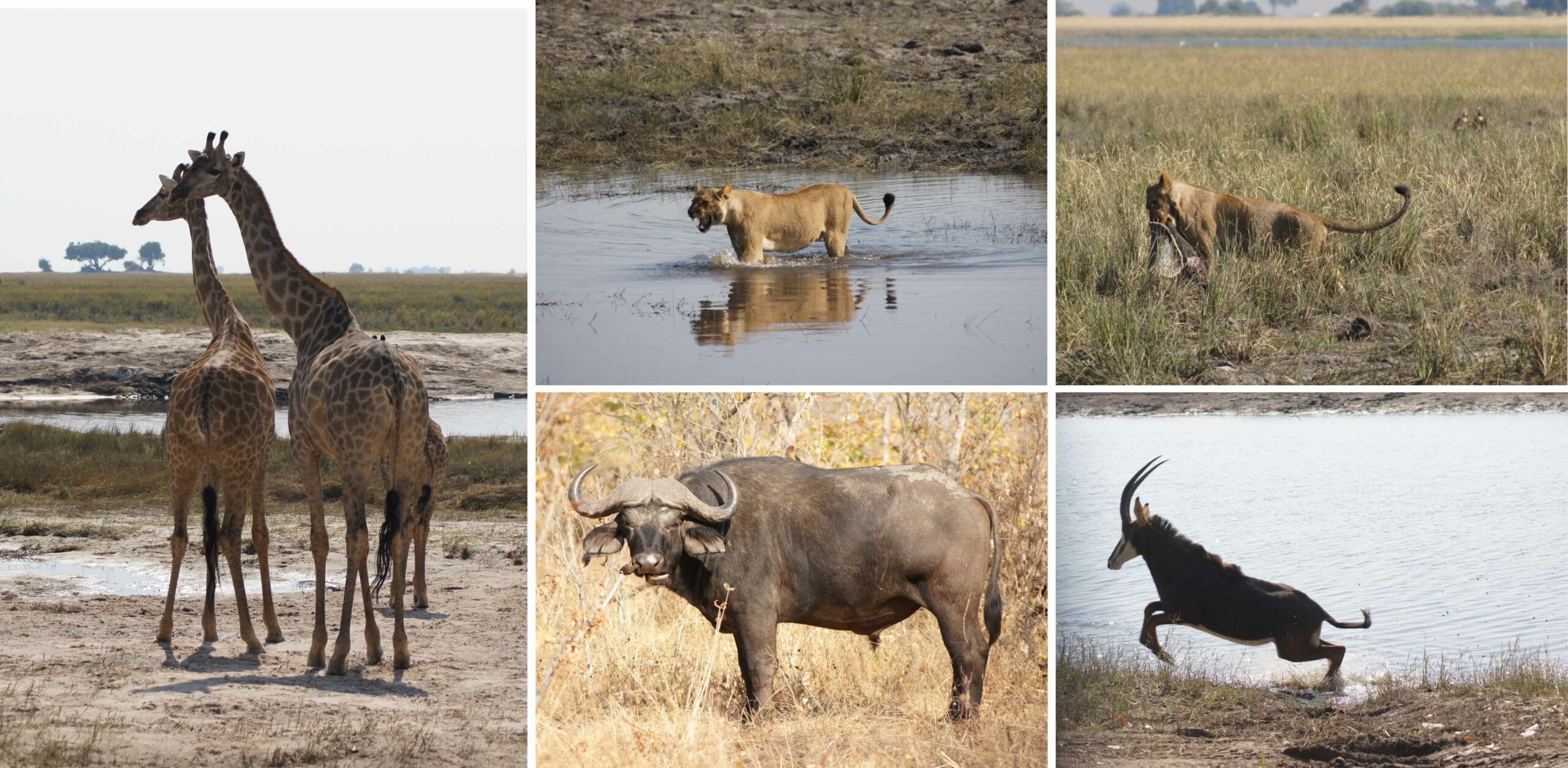 /Game Drive im Chobe Nationalpark