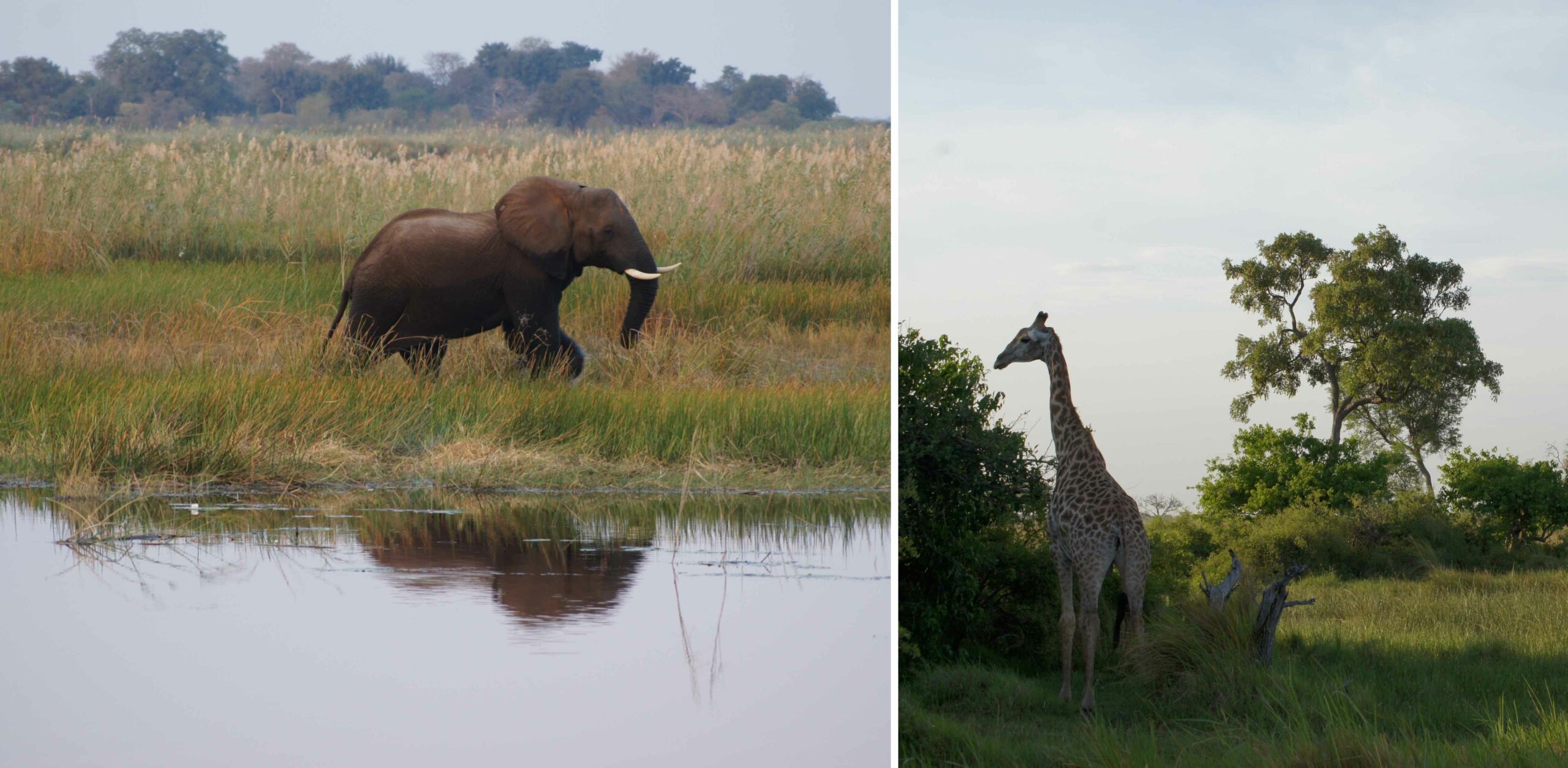 /Letzte Pirschfahrt im Okavango Delta