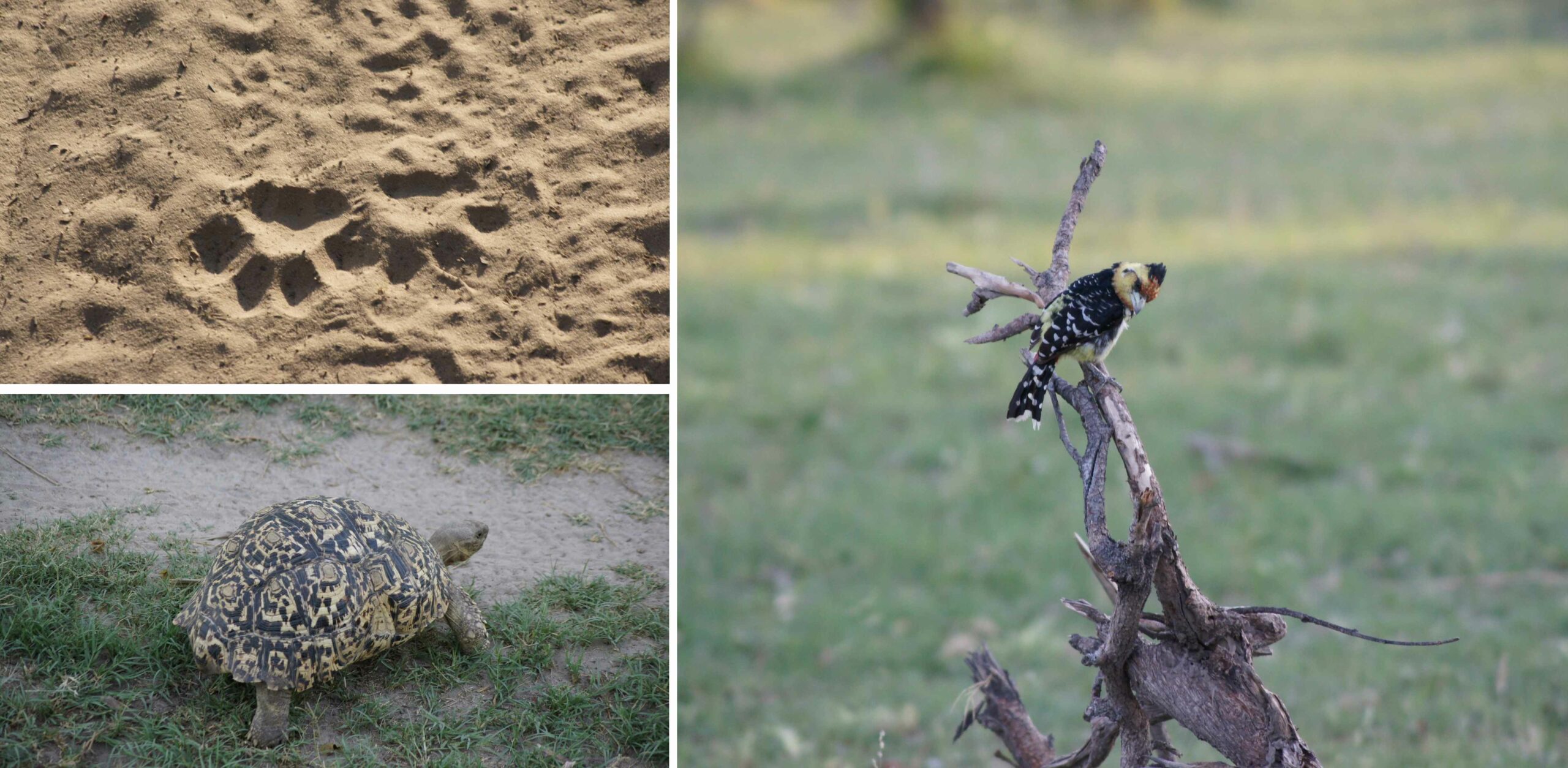 /Safari im Okavango Delta
