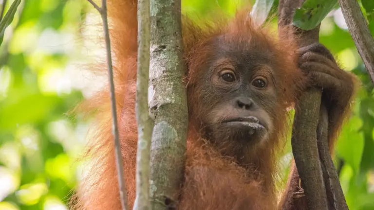 Junger Orang-Utan im Regenwald des Gunung Leuser Nationalparks auf Sumatra – Sumatra Abenteuerreise für junge Leute