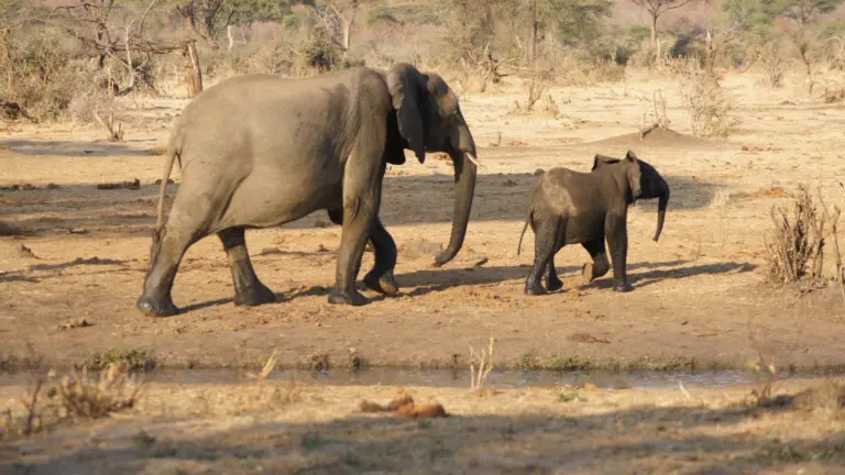 Elefantenkuh mit Jungtier läuft durch Savanne im Chobe Nationalpark Botswana nahe Wasserstelle