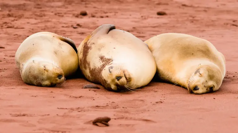Drei Seelöwen entspannen am Strand der Galapagos Inseln in Ecuador