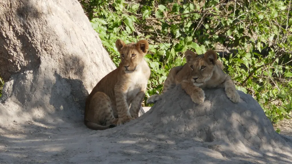 Zwei Löwenbabys ruhen im Schatten eines Termitenhügels in der Savanne von Botswana