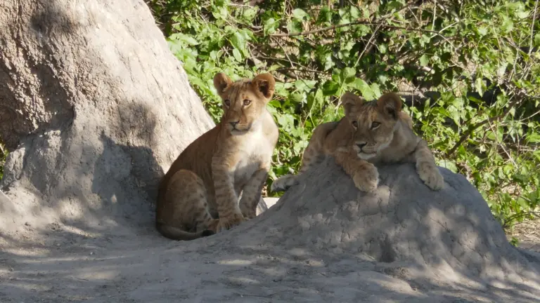 Zwei Löwenbabys ruhen im Schatten eines Termitenhügels in der Savanne von Botswana