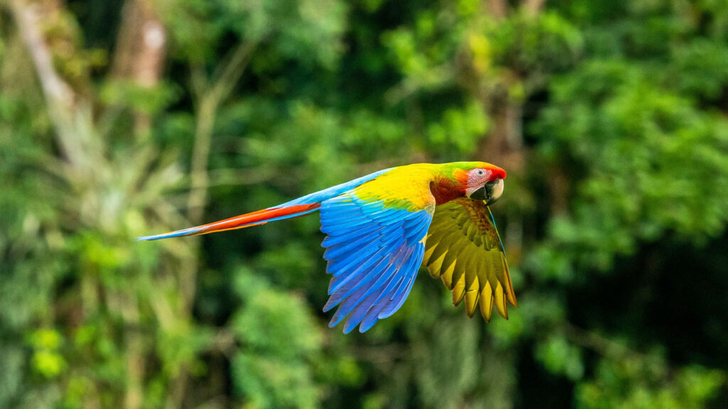 Bunter Ara fliegt vor Dschungelkulisse