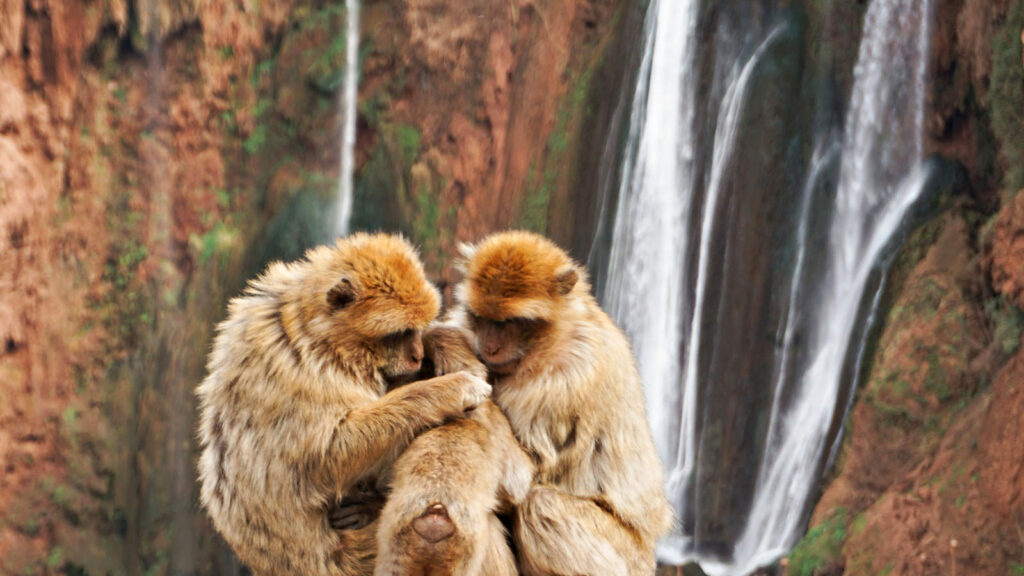 Eine Affenfamilie vor den Ouzoud-Wasserfällen