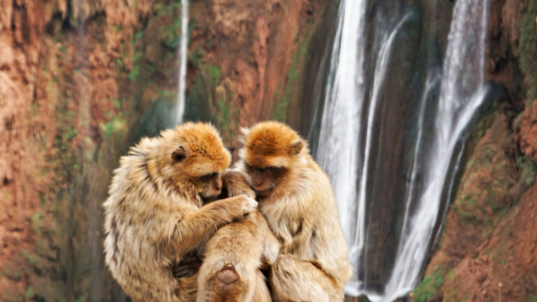 Eine Affenfamilie vor den Ouzoud-Wasserfällen