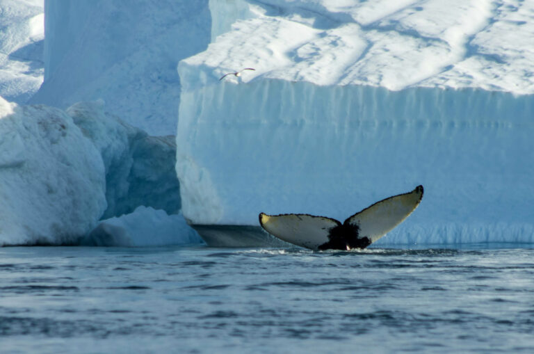 Walschwanzflosse vor Eisberg