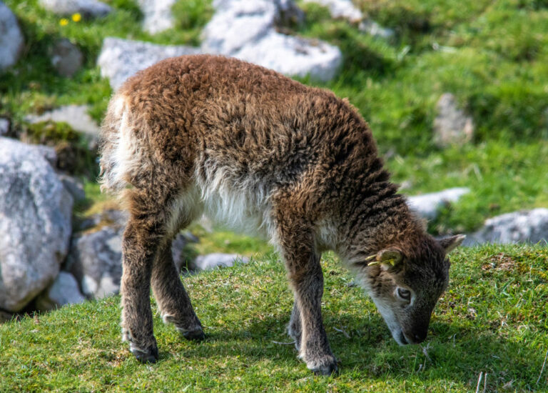 Flauschiger Soay-Schaf-Nachwuchs