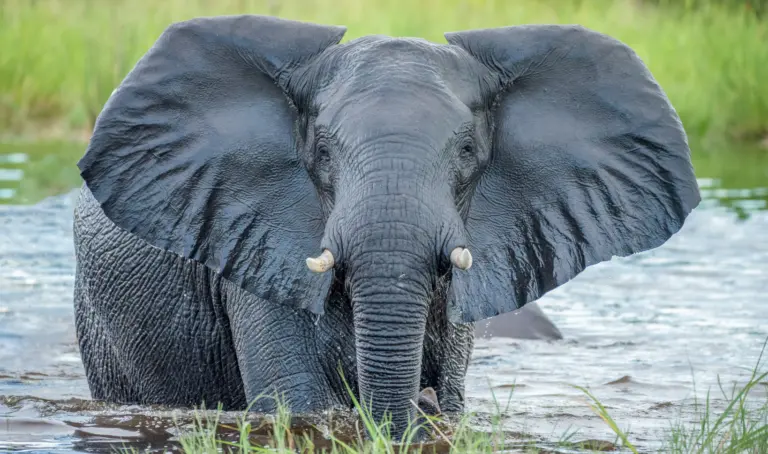 Afrikanischer Elefant im Wasser während einer Safari in Botswana, Symbolbild für Botswana Reisen im Okavango Delta und Chobe Nationalpark